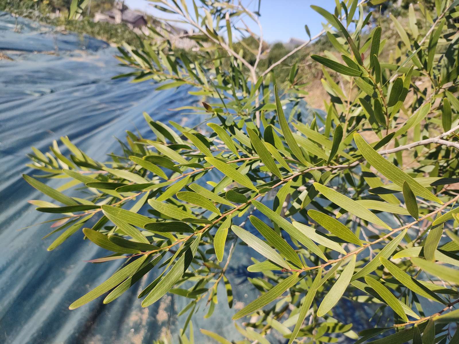 アカシア・コンフューサ (相思樹 ソウシジュ) – 育つ様子や育成例の