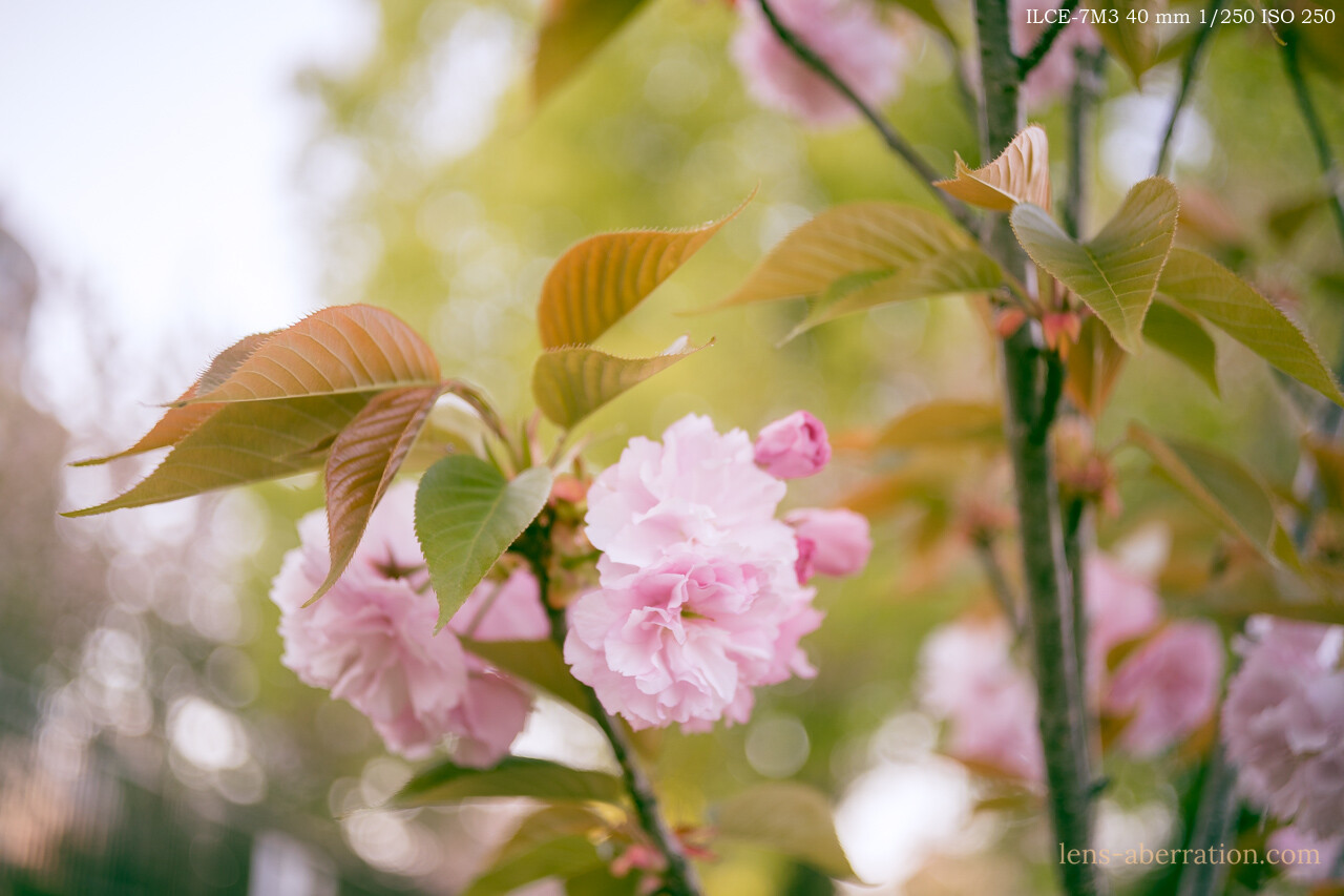 ZEISS IKON S310 / Tessar 40mm F2.8 実写レビュー | 収差Love