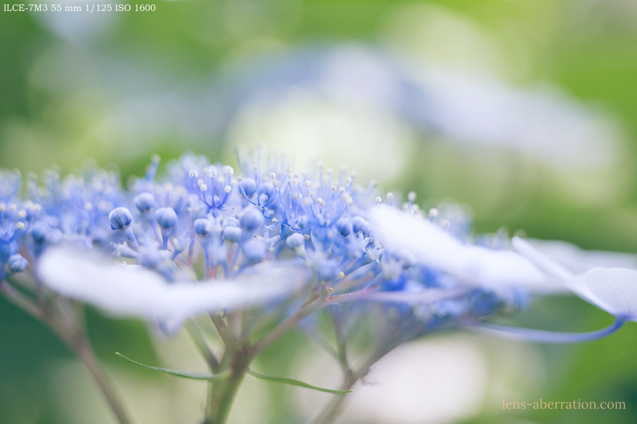 標準マクロ】YASHICA ML MACRO 55mm F2.8 実写レビュー | 収差Love