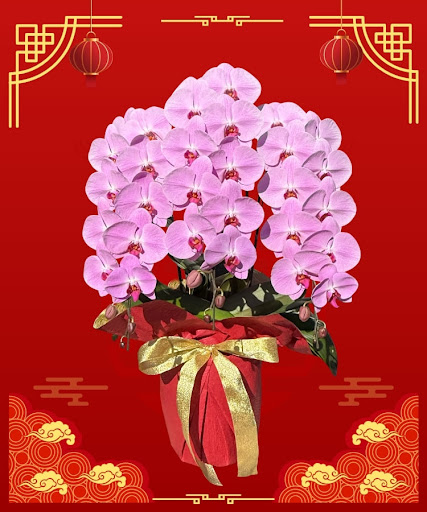 春節仕様】 ピンク大輪胡蝶蘭 グレイス3本立ち36輪程度（つぼみ数含む