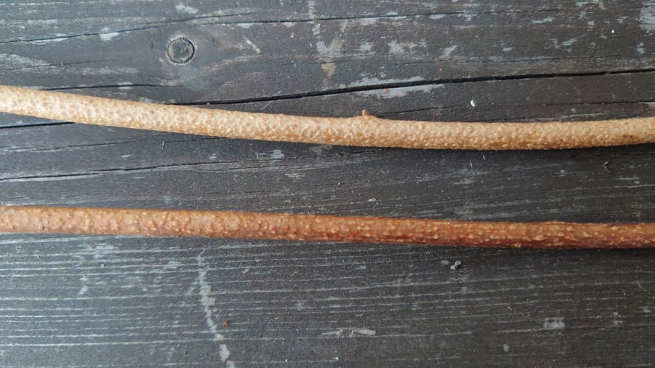 アケビの蔓細工 蔓と蔓採取の話 : 里山暮らしの雑記帳