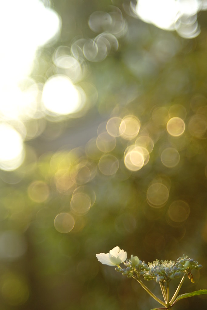 オールドレンズ】バブルボケをFUJINON 55mm F2.2で楽しむ【α7II