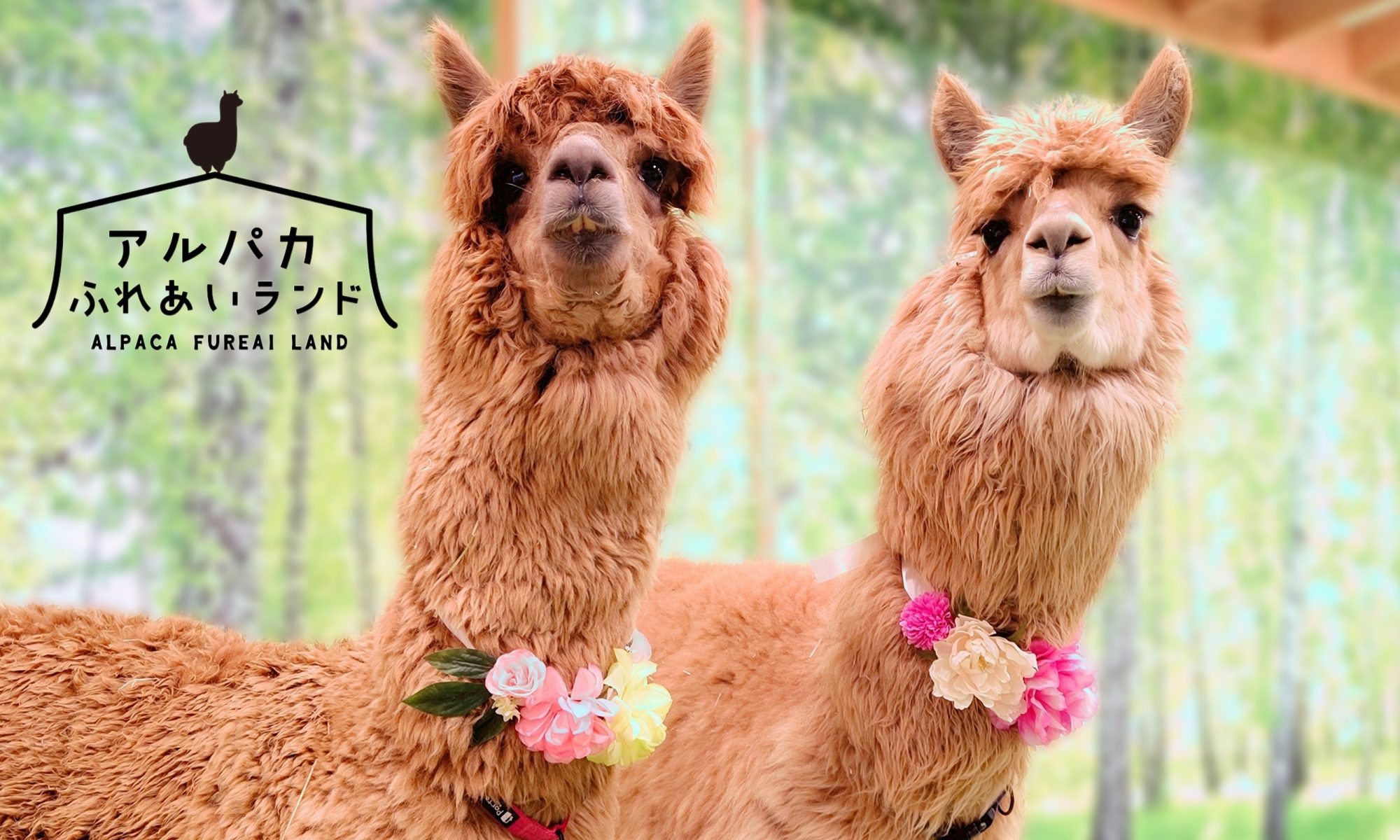 アルパカのことを良く知ろう！ – 神楽坂まち飛びフェスタ