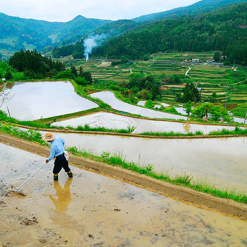 本山町農業公社 天空の郷にこまる5㎏（2025年度産）｜土佐うまいもの