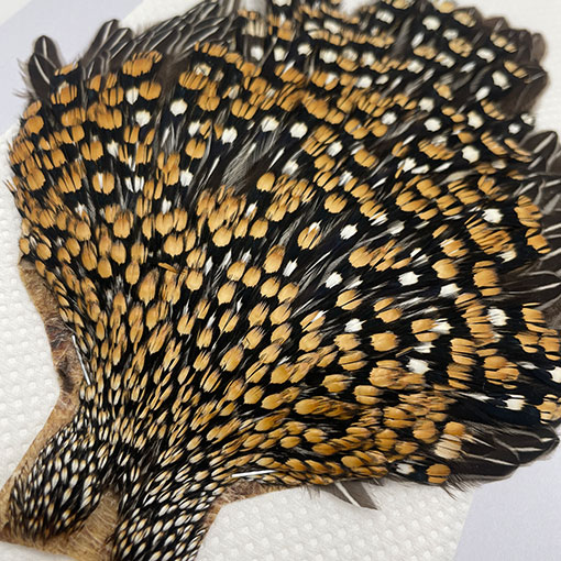 CANAL社 ジャングルコック （No.3）