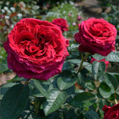 ローズ・デ・キャトル・ヴァン（大苗）7号鉢植え バラ苗 《農林水産省