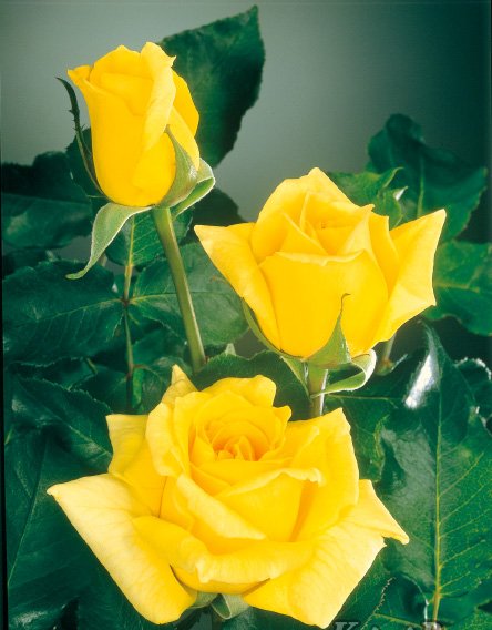 マルコ・ポーロ（大苗）7号鉢植え バラ苗 四季咲き大輪系