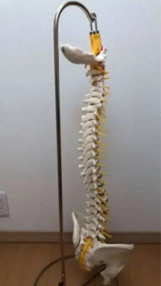 Amazon.co.jp: ドイツソムソ社製の脊椎（脊柱）骨格模型 : おもちゃ