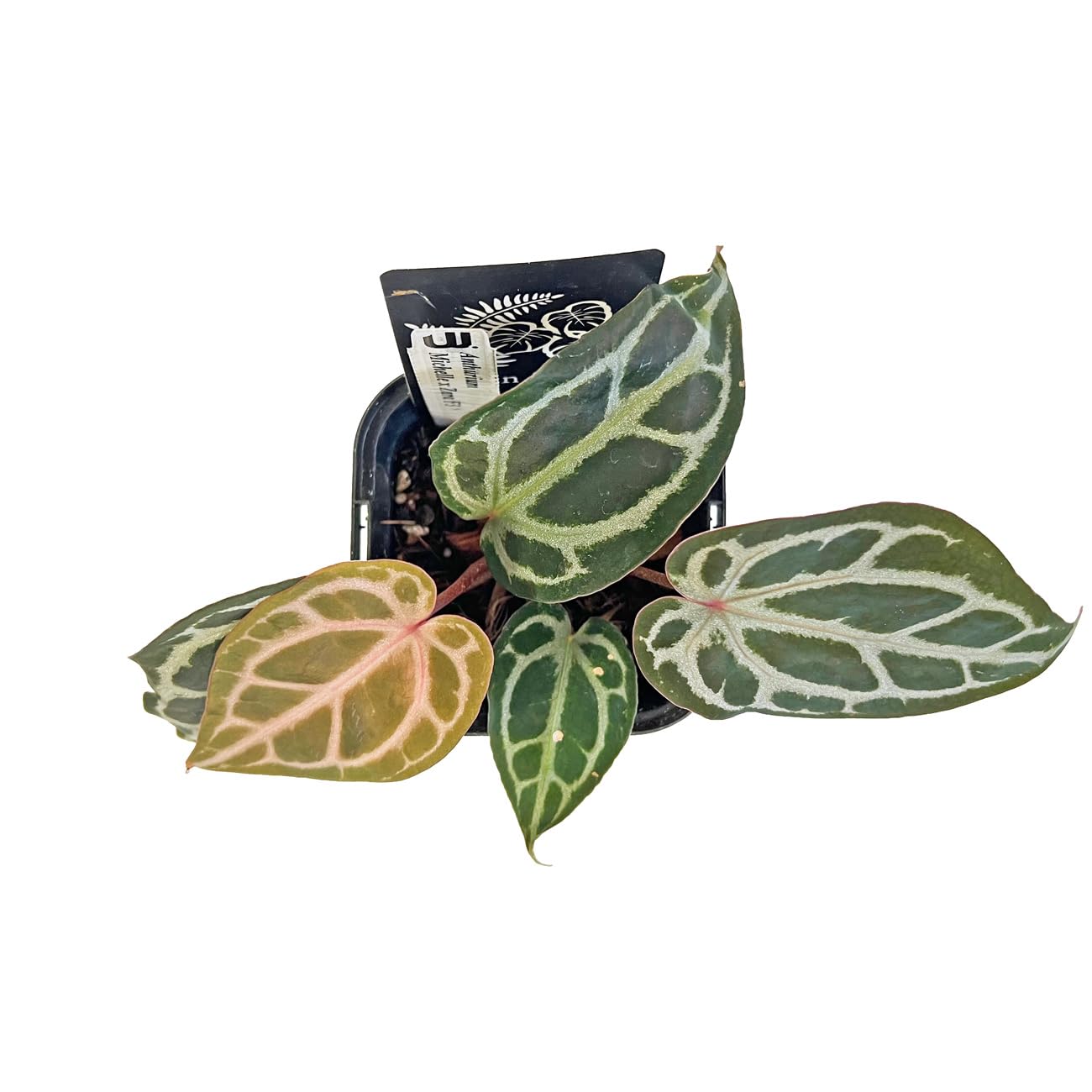 Amazon｜アンスリウム ミシェルxザラ F3 3.5号 水苔管理 アーバン