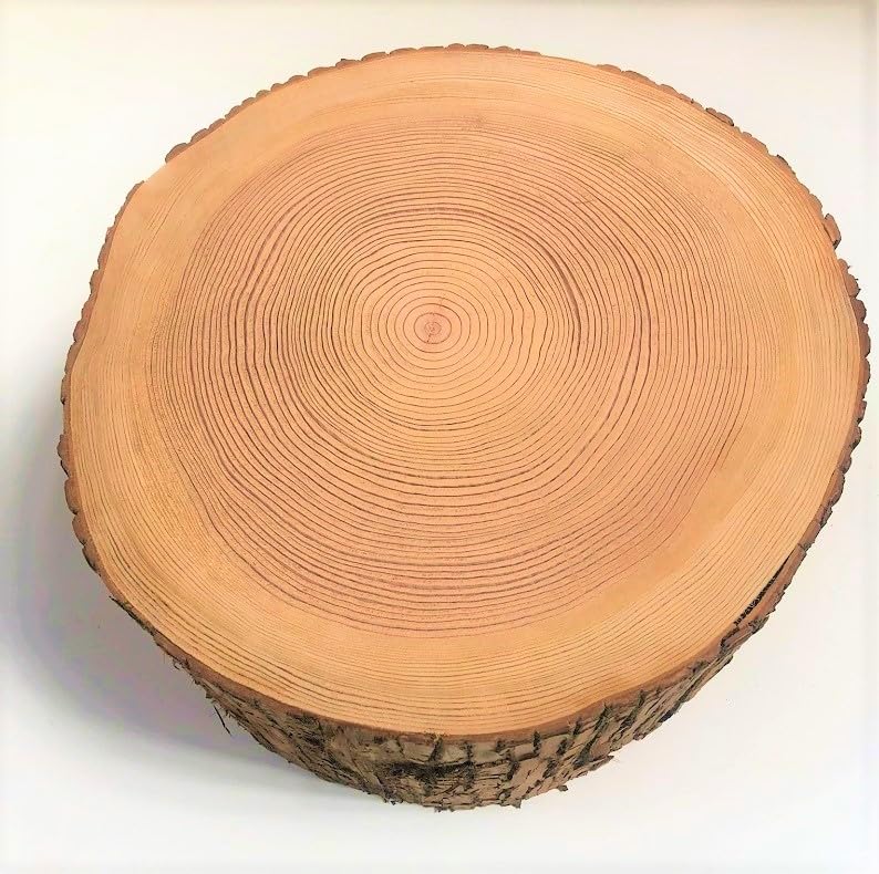 Amazon.co.jp: 川島材木店 杉切り株でできた丸太の椅子 高さ約40cm Φ約