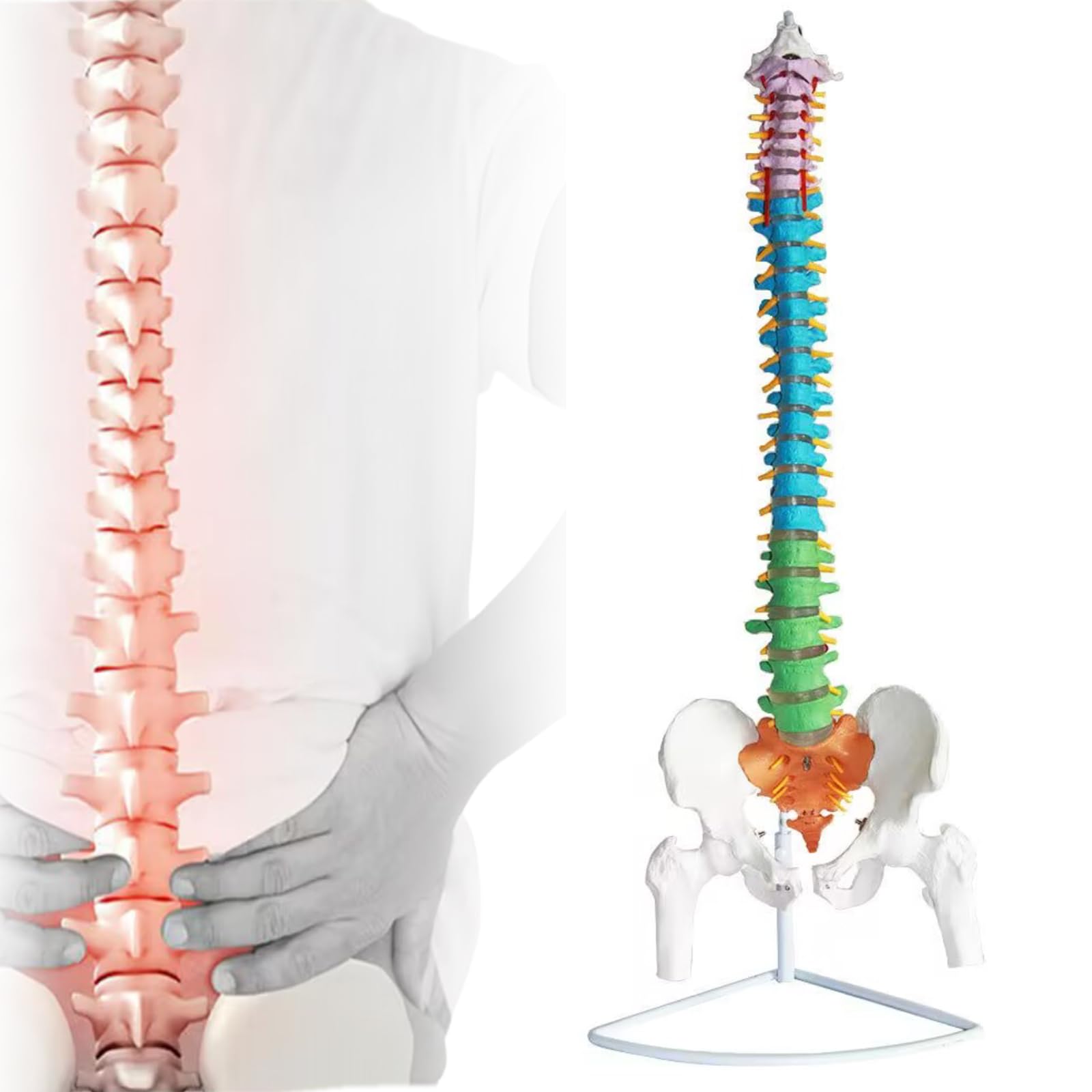 Amazon.co.jp: Ynaioang 脊髄骨盤模型 実物大 色付きの柔軟な脊椎解剖