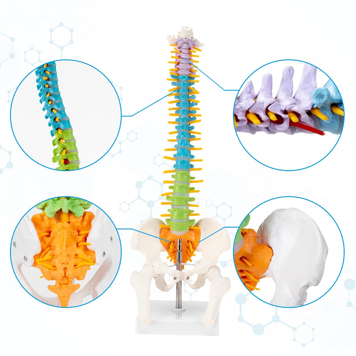 Amazon.co.jp: 人間の脊椎モデル 高精度 カラフル ミニ脊柱模型 約45cm
