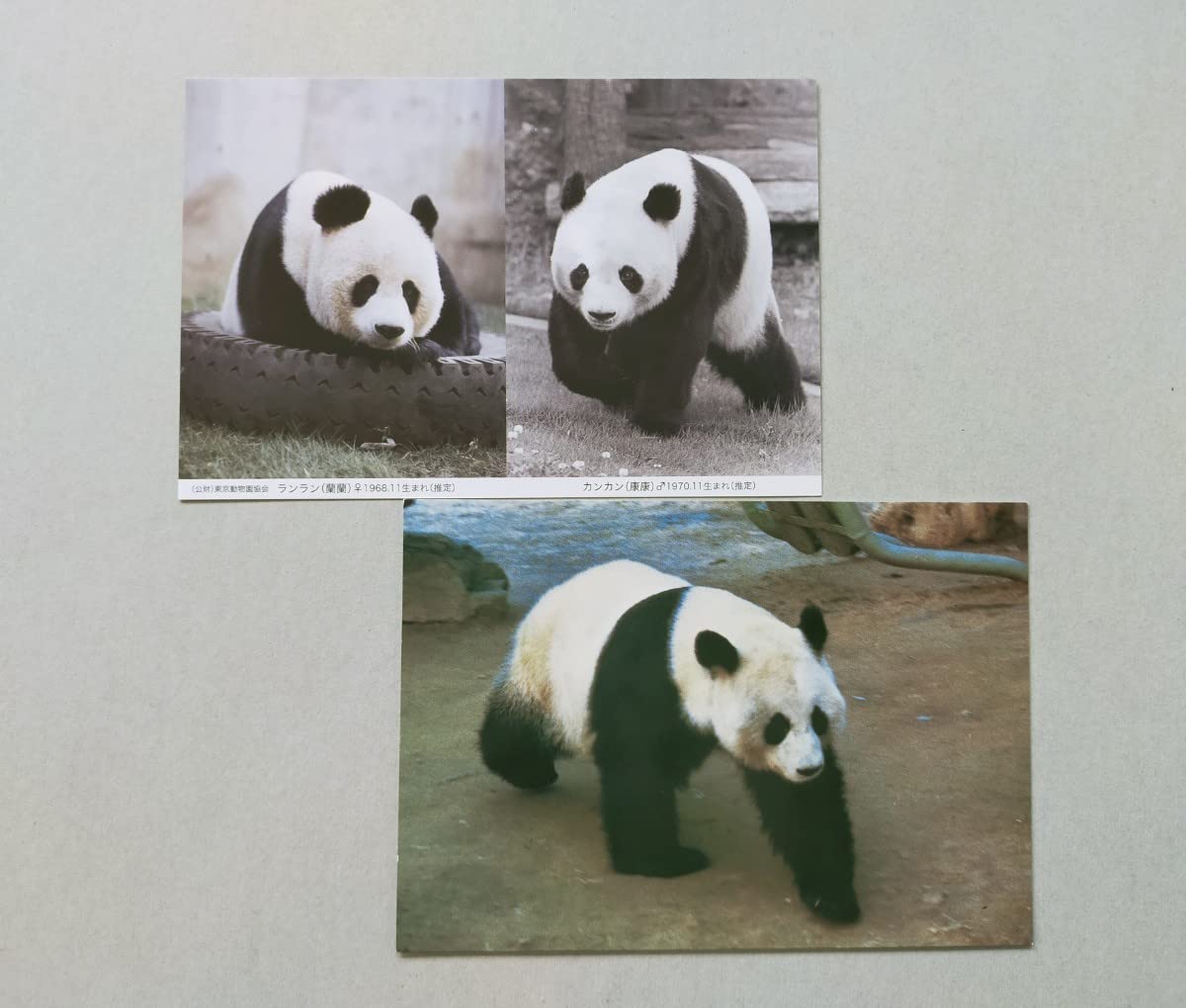 Amazon.co.jp: 上野動物園 シャンシャン歴代パンダポストカード上野