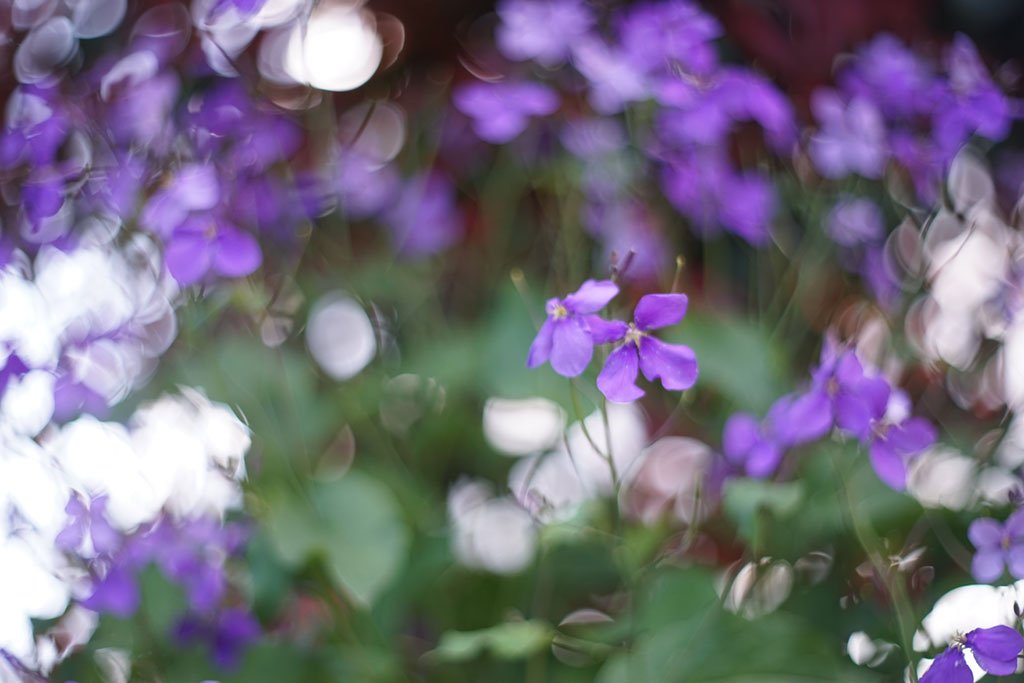 Amazon | ※オールドレンズ※ MC PENTACON auto 50mm/f1.8 M42マウント