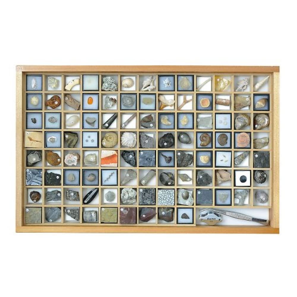 Amazon.co.jp: 化石標本（化石標本100種） /3-654-06 : おもちゃ