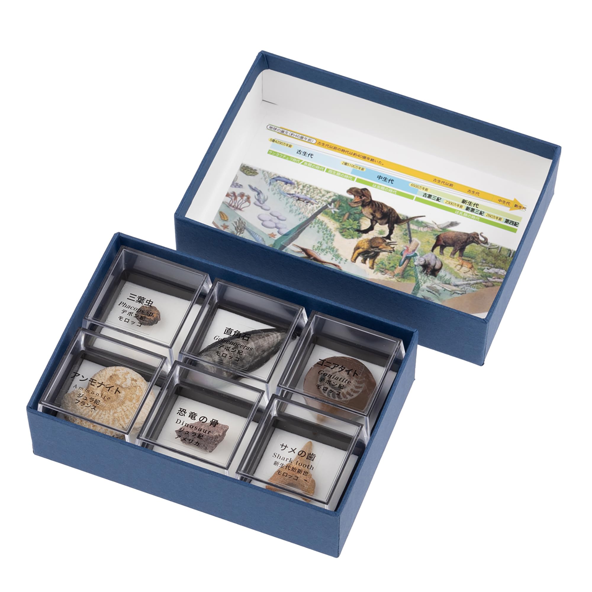 Amazon | 大江理工社(Oherikosha) ブック型標本セット 示準化石6種