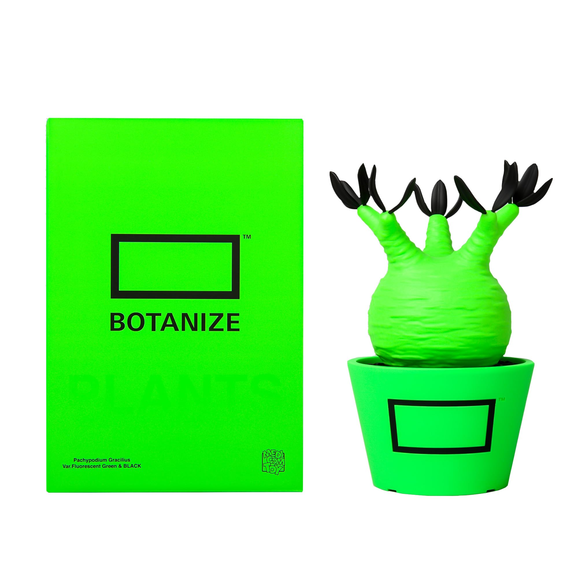 Amazon | BOTANIZE × MEDICOM TOY パキポディウム グラキリス
