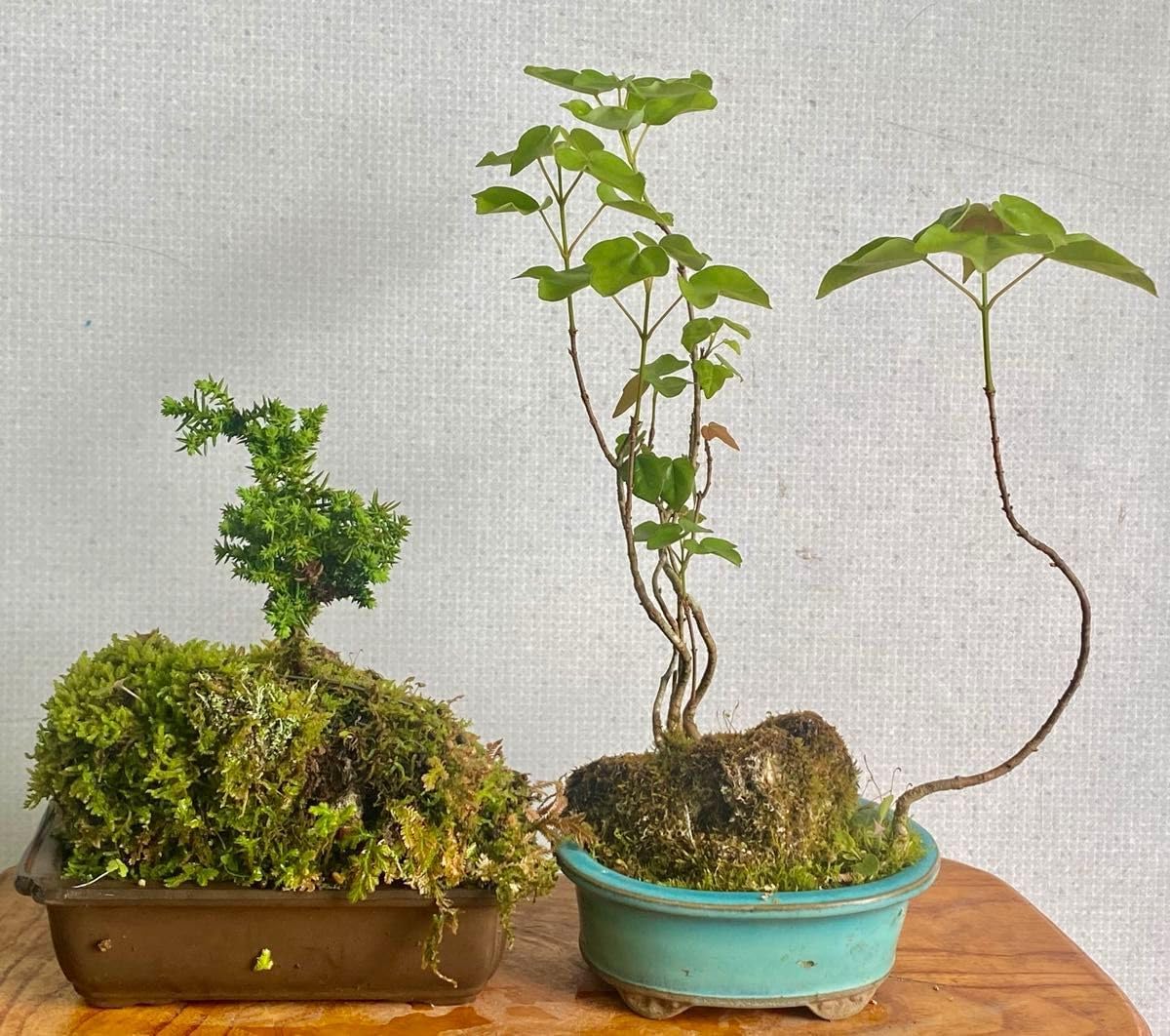 盆栽鉢 時代ミニ盆栽鉢燿山長方鉢2個山野草サボテン多肉