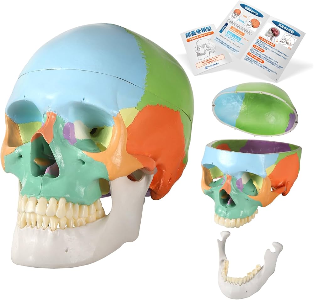 Amazon.co.jp: KIYOMARU カラー頭蓋骨模型 人体模型 頭蓋骨模型 理学