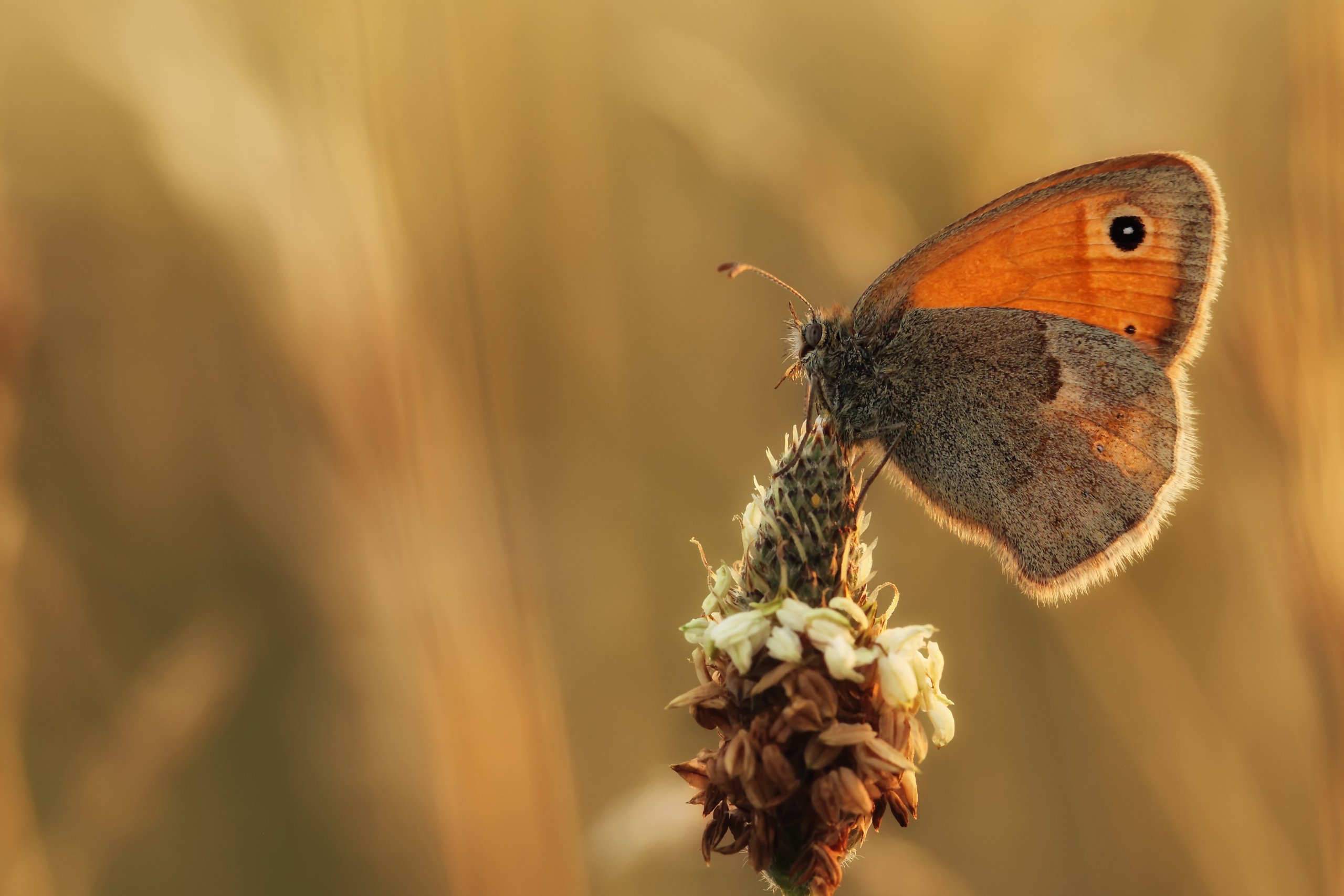 Amazon.co.jp: Tamron SP 90mm F/2.8 Di MACRO 1:1 VC USD : Electronics