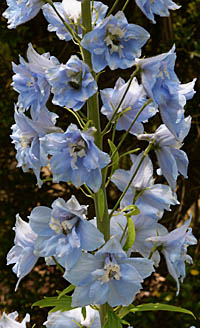 デルフィニウム(エラータム系) Delphinium × elatum キンポウゲ科