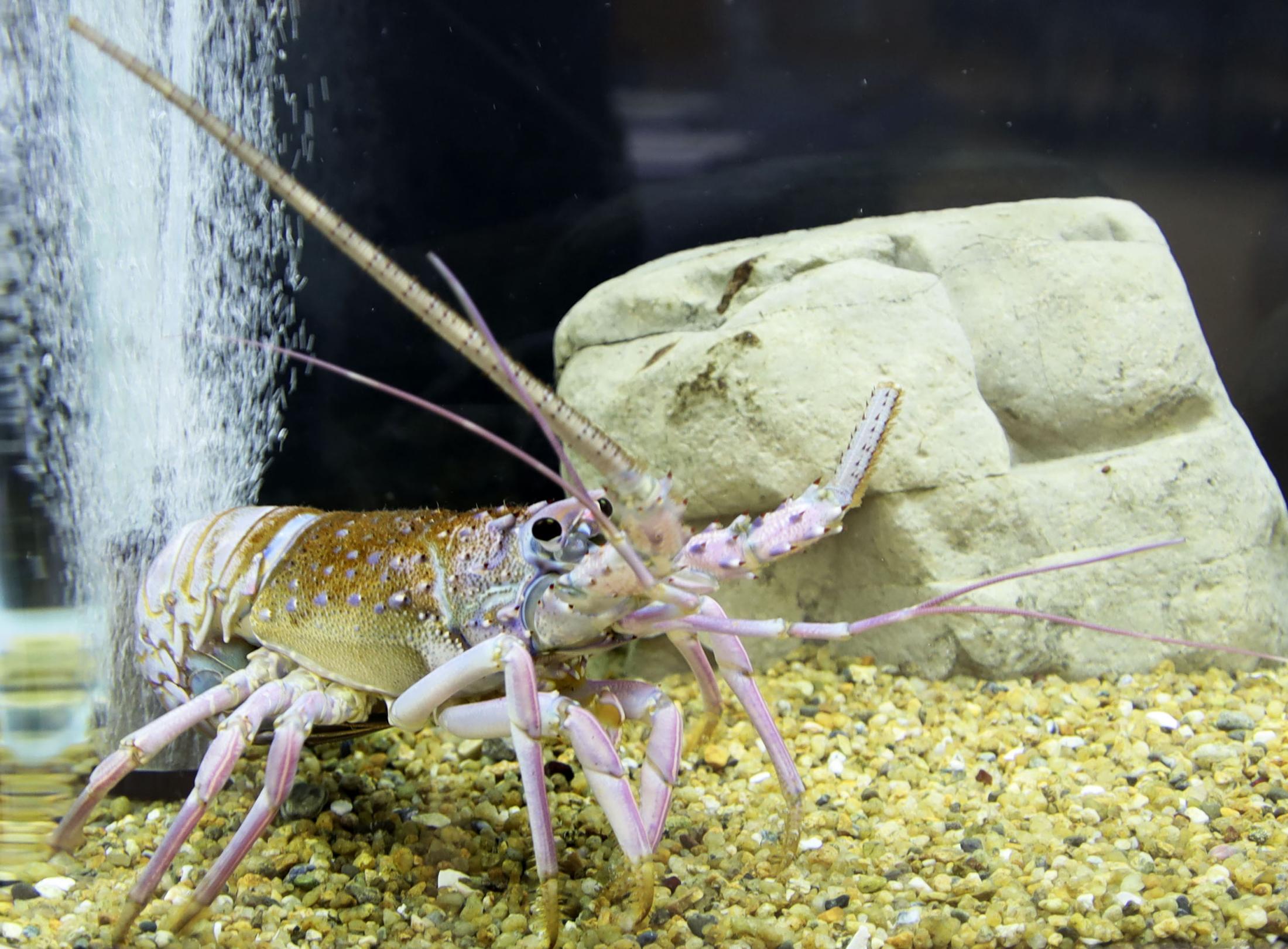 白や青色のイセエビ水揚げ相次ぐ 餌や環境影響か、千葉（共同通信