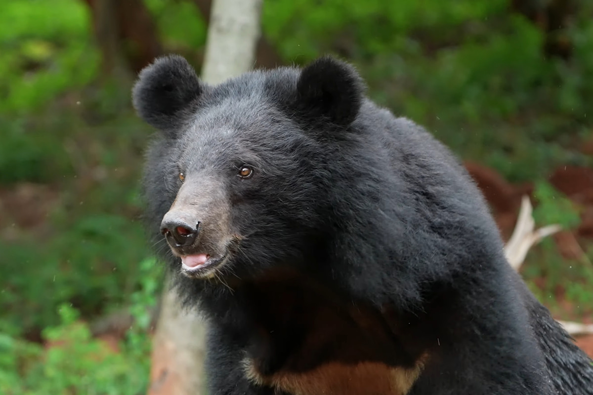 ショー中にクマが調教師を襲撃、観客騒然中国のサファリパークで