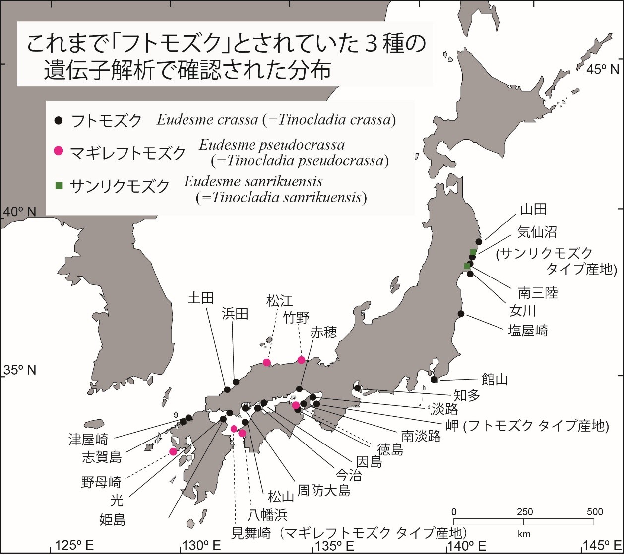 もずく」の分類と呼び名（その一）：オキナワモズク，フトモズク