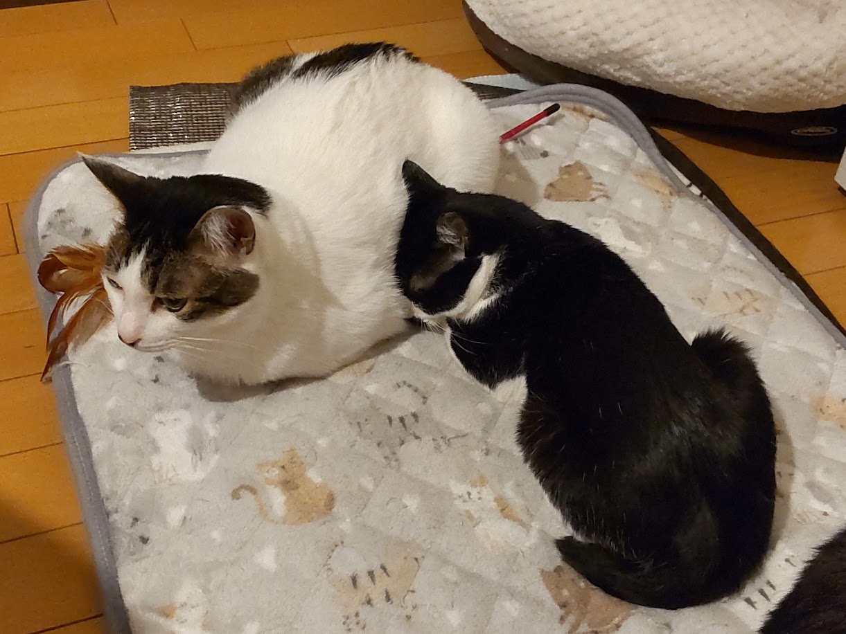 蘭越 ニト – ニャン友ねっとわーく北海道