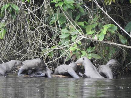 日本アジアカワウソ保全協会 | Asian Otter Conservation society of Japan