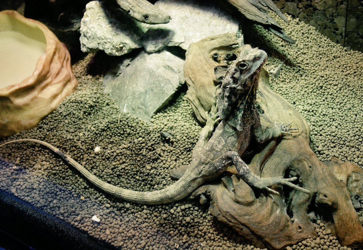 エリを開いていないエリマキトカゲ。 実は飼育していても自発的にエリ