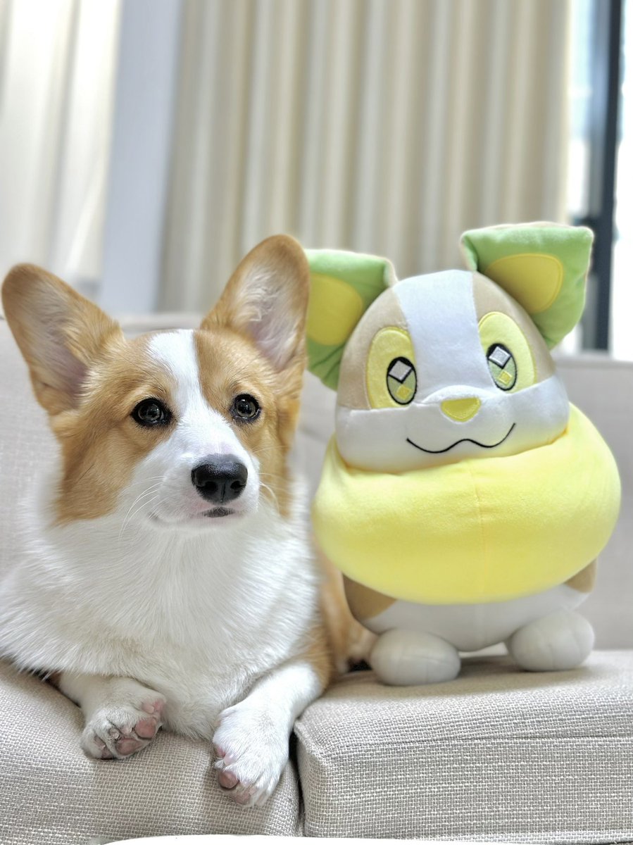 なかよし #コーギー #コーギーのいる暮らし #corgi #ワンパチ