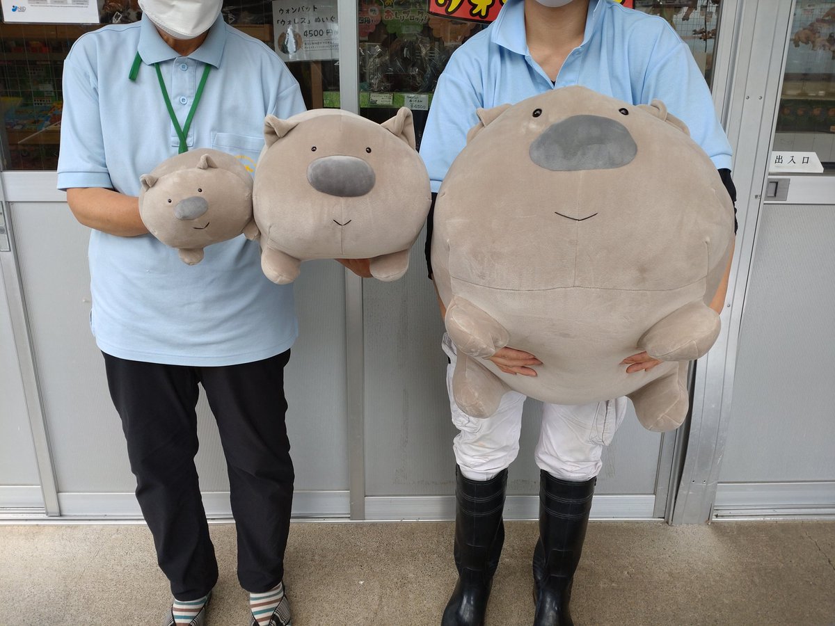 お知らせ📢 #ウォンバット の #モモコ ぬいぐるみは好評につき、完売