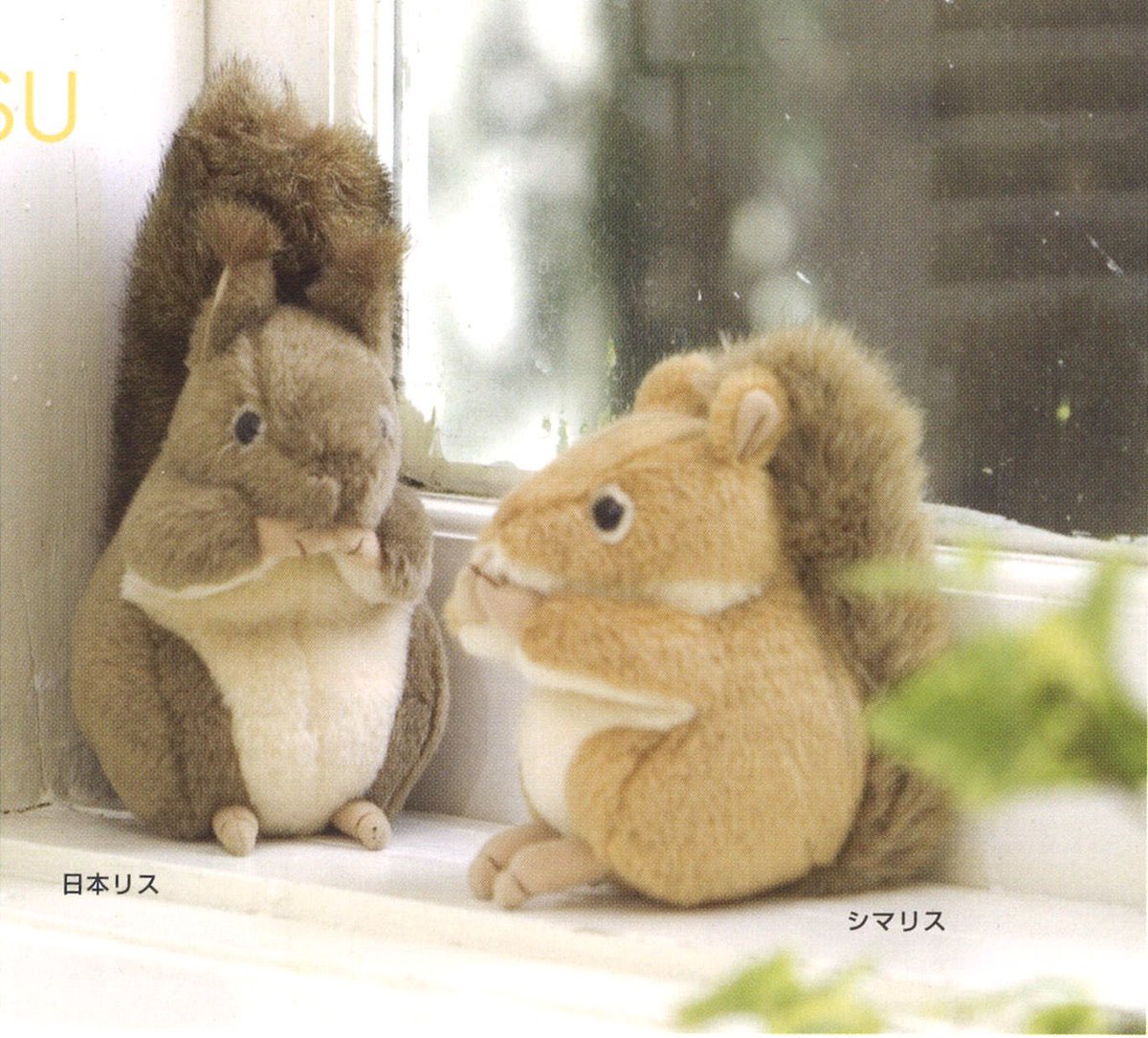 気付いたら肌寒い季節🍂今日はリスのリックとサックをご紹介です🐿実は