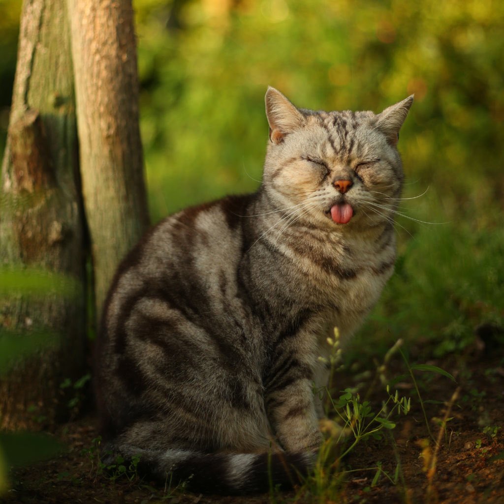 ぶさにゃん先輩。が2022年2月22日2時22分をお知らせします。 #cat