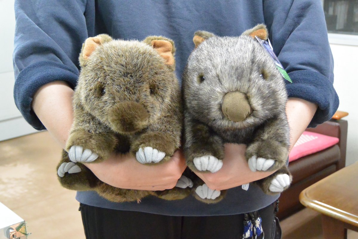 4/1より販売していた #ウォンバット『ウォレスぬいぐるみ』ですが、ご