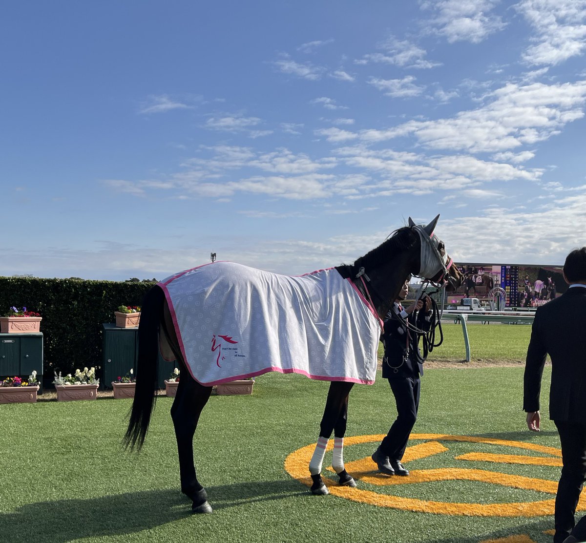 馬🐎かっこいいなぁ〜毛並み綺麗 最後大好きディープインパクト