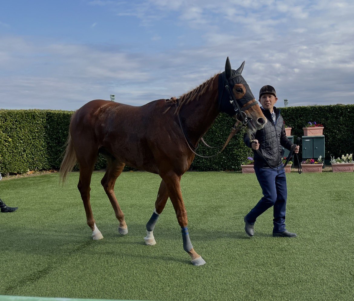馬🐎かっこいいなぁ〜毛並み綺麗 最後大好きディープインパクト