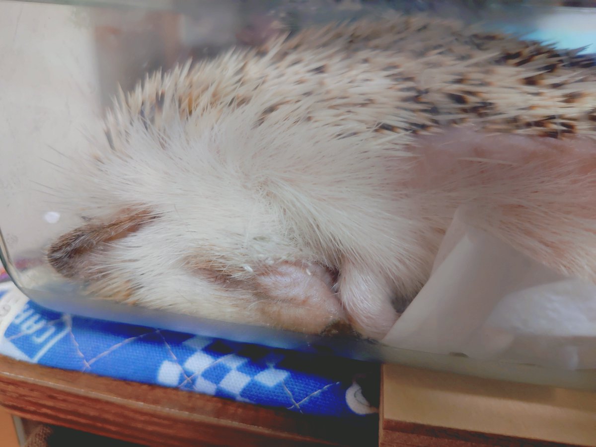 はりねずみ様へ♥11/9 はりねずみ様へ♥11/9