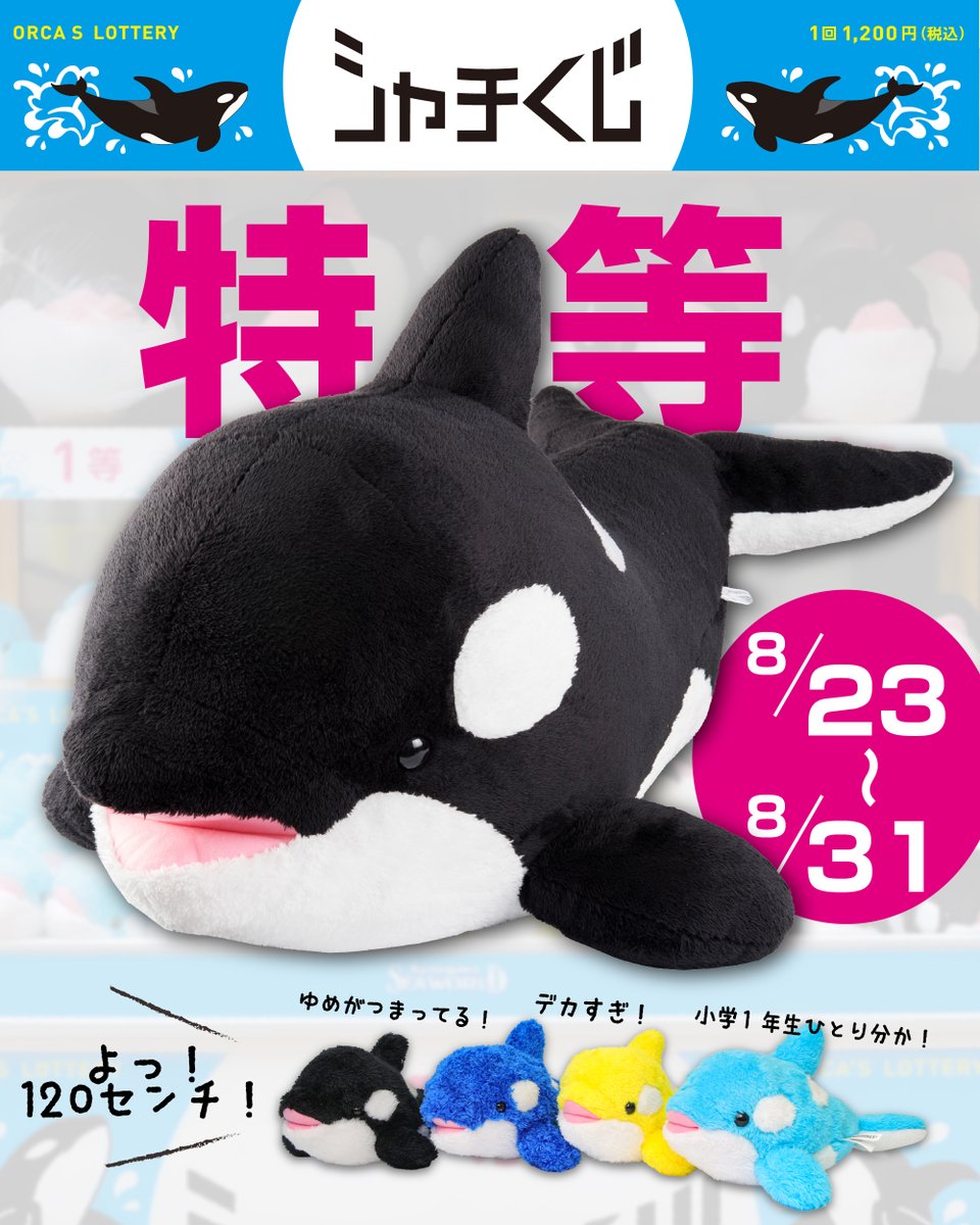 8月23日(土)～31日(日)の9日間、大人気「シャチくじ」に約120㎝の