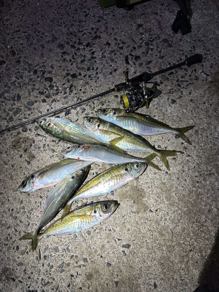 レガーメ XAS-6124射抜 完成しましたー。 いろんなサイズの魚を掛けて