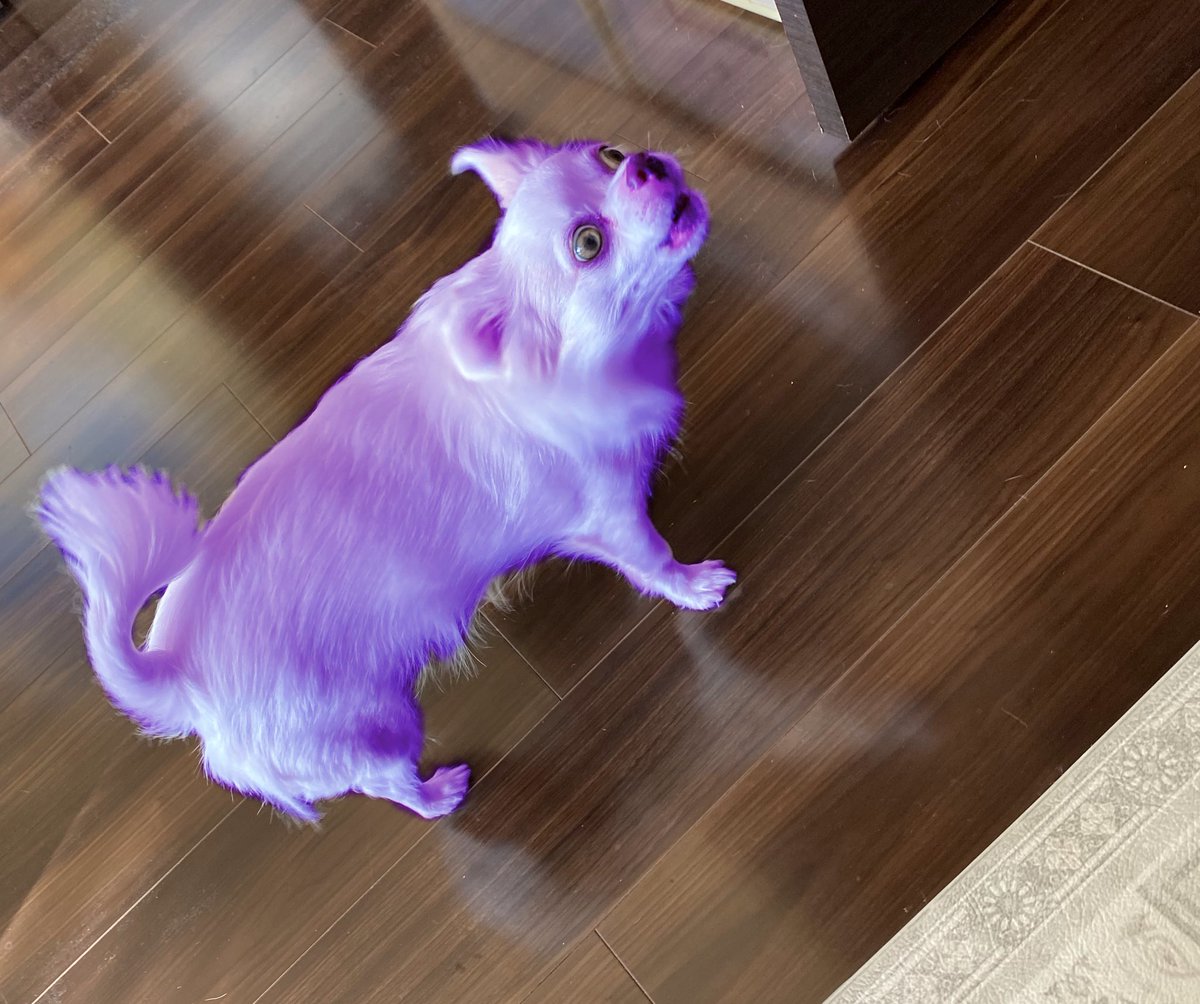 毒のチワワ 毒チワワ