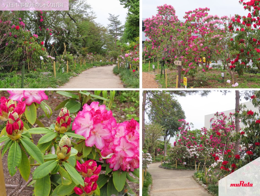 NHK総合「#魔改造の夜」のマシンを限定公開🌟 ＼ ムラタが #M田製作所