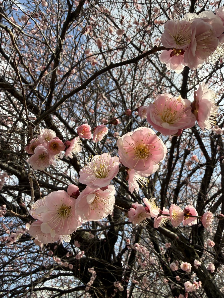 おはようございます 2月24日 梅