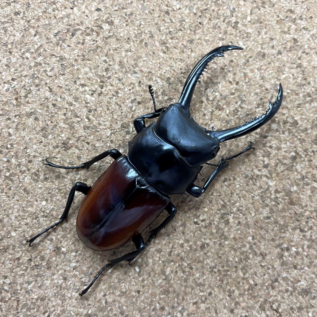 becky (@becky_insect) / Posts / X