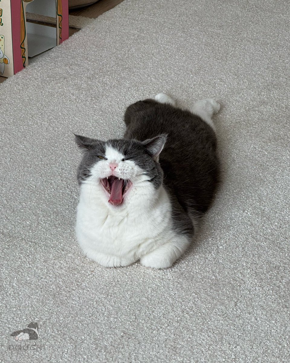 おもち (@omochiomoching) / Posts / X