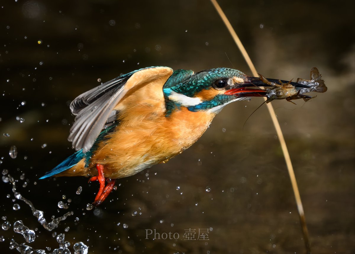 Wild Life #カワセミ #Z9 #Zロクヨン