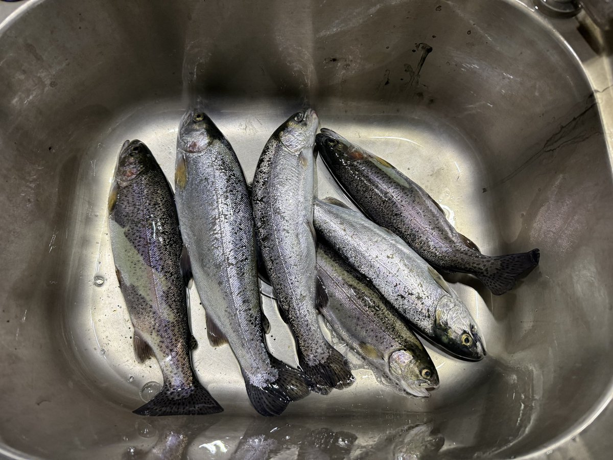 Post by トトロ🍃 on X: お土産用🥱