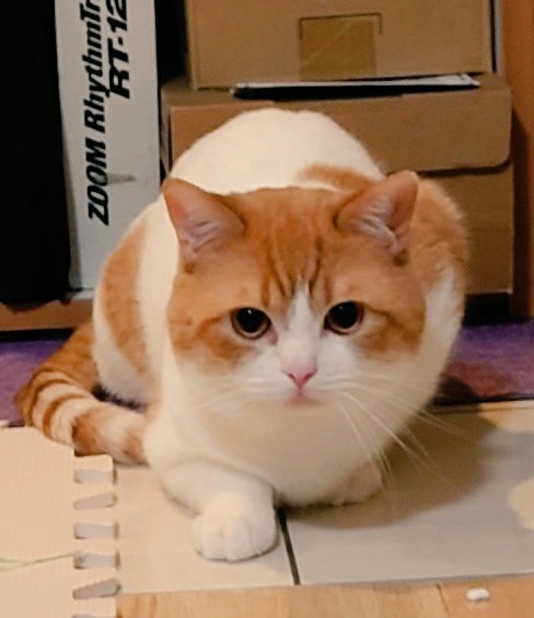 おちゃまる (@ochamarusan0126) / Posts / X