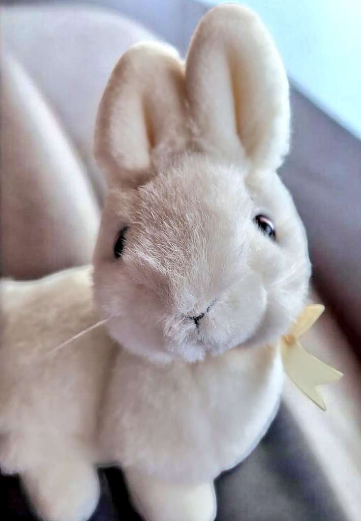 本物のうさぎさんかと思って二度見してしまいました😳 お迎え